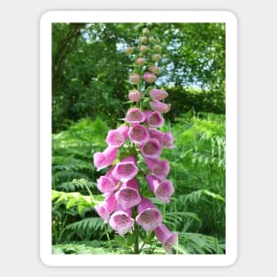 Pink Foxglove Sticker